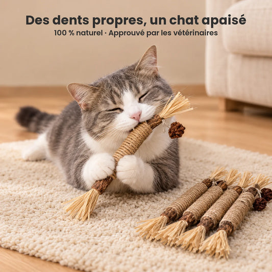 CatStick sticks dentaires au matatabi